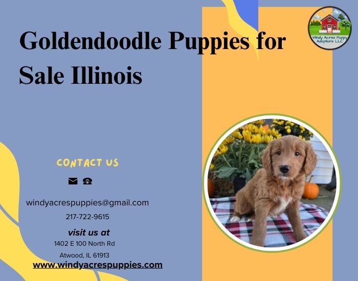 Adorable Goldendoodle Puppies For Sale In Illinois!